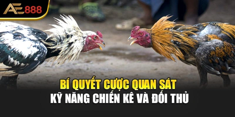 Bí quyết cược quan sát kỹ năng chiến kê và đối thủ