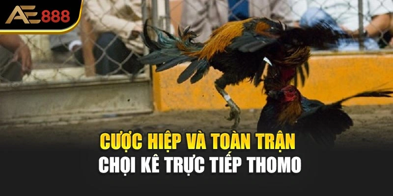 Cược hiệp và toàn trận chọi kê trực tiếp Thomo