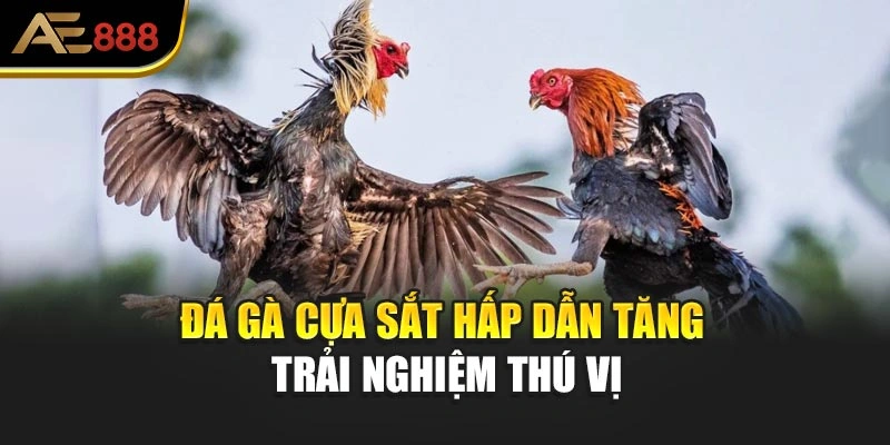 Đá gà cựa sắt hấp dẫn tăng trải nghiệm thú vị