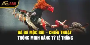Đá Gà Mộc Bài – Chiến Thuật Thông Minh Nâng Tỷ Lệ Thắng