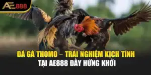 Đá Gà Thomo – Trải Nghiệm Kịch Tính Tại AE888 Đầy Hứng Khởi