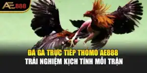 Đá Gà Trực Tiếp Thomo AE888 – Trải Nghiệm Kịch Tính Mỗi Trận
