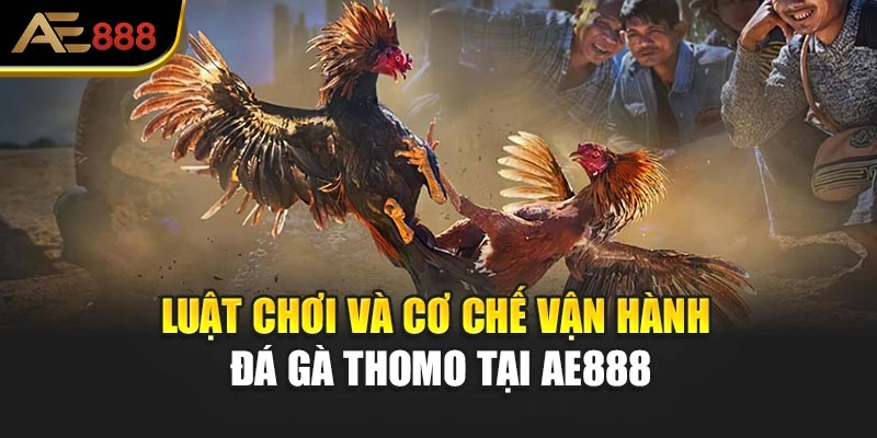 Luật chơi và cơ chế vận hành Đá gà Thomo tại AE888