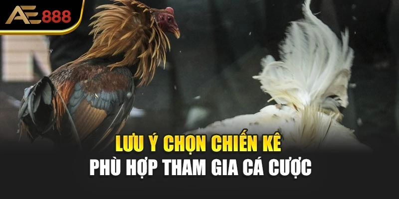 Lưu ý chọn chiến kê phù hợp tham gia cá cược