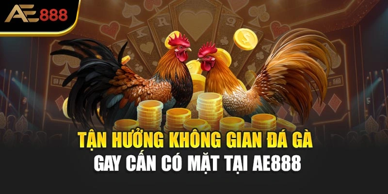 Tận hưởng không gian đá gà gay cấn có mặt tại AE888