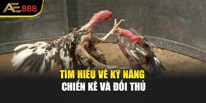 Tìm hiểu về kỹ năng chiến kê và đối thủ