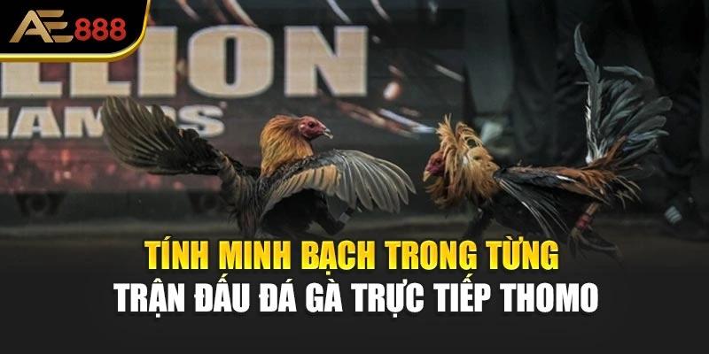 Tính minh bạch trong từng trận đấu đá gà trực tiếp Thomo